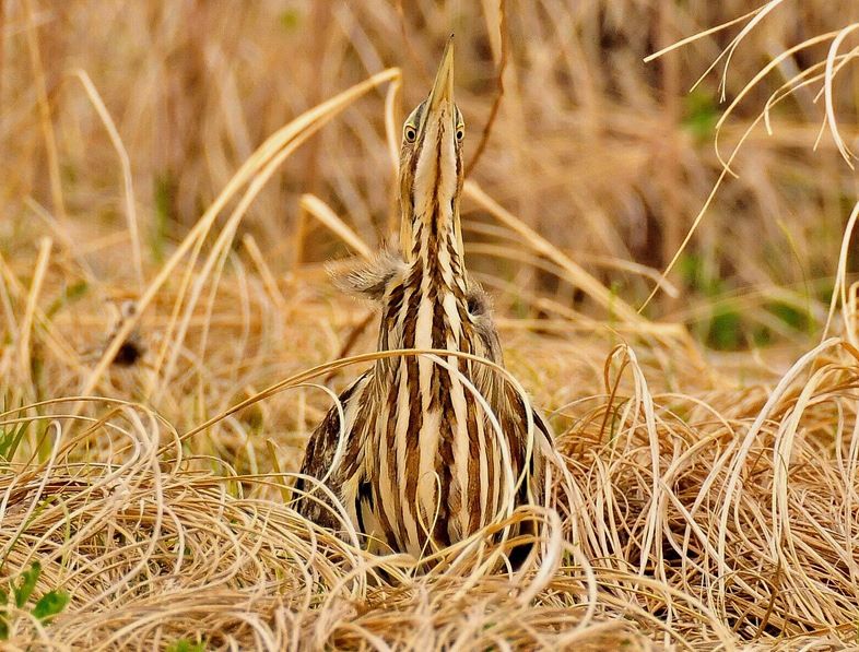 American Bittern bill pointing skyward by Tom Koerner/USFWS, Public Domain